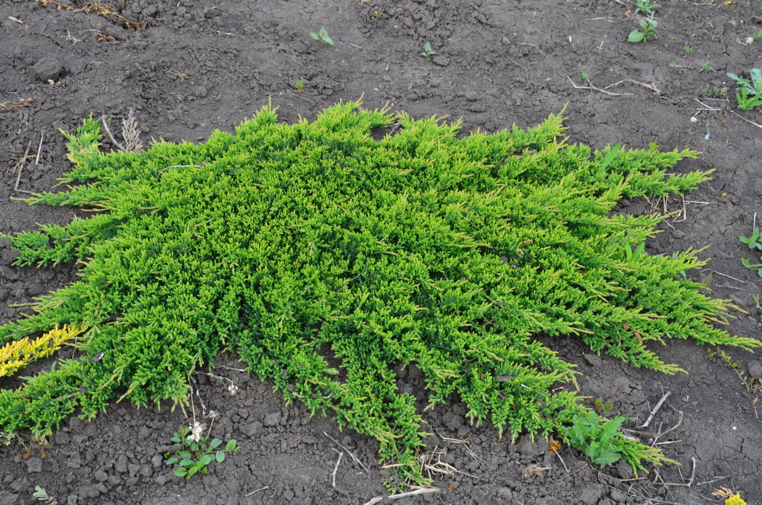 Можжевельник распростёртый (Juniperus horizontalis) GOLDEN CARPET с 5 50-60  | Торговый комплекс Добро